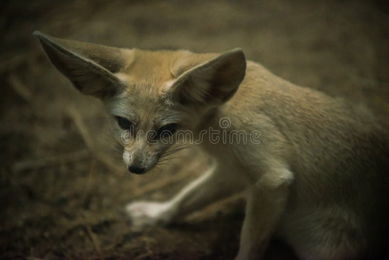 Fennec Fox Vulpes Zerda Closeup Shot of a Large Ears Stock Image