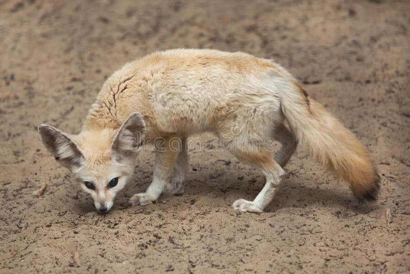 A Desert Fox Intently Watching His Prey Stock Image Image of wildlife