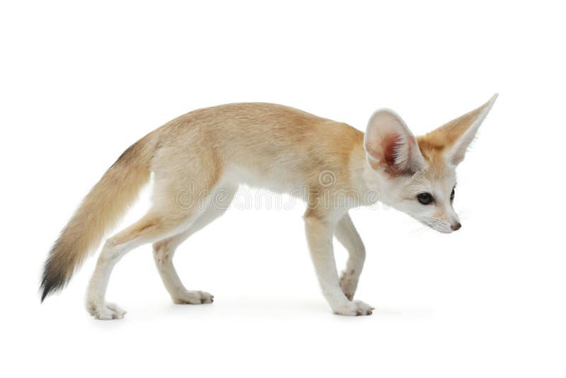 186 Baby Fennec Photos Free Royalty Free Stock Photos From Dreamstime 186 Baby Fennec Photos Free Royalty Free Stock Photos From Dreamstime
