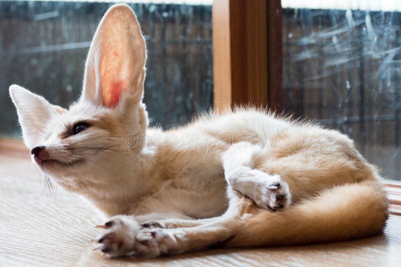 Fennec Fox 1 Year Isolate on Background Stock Image Image of isolated
