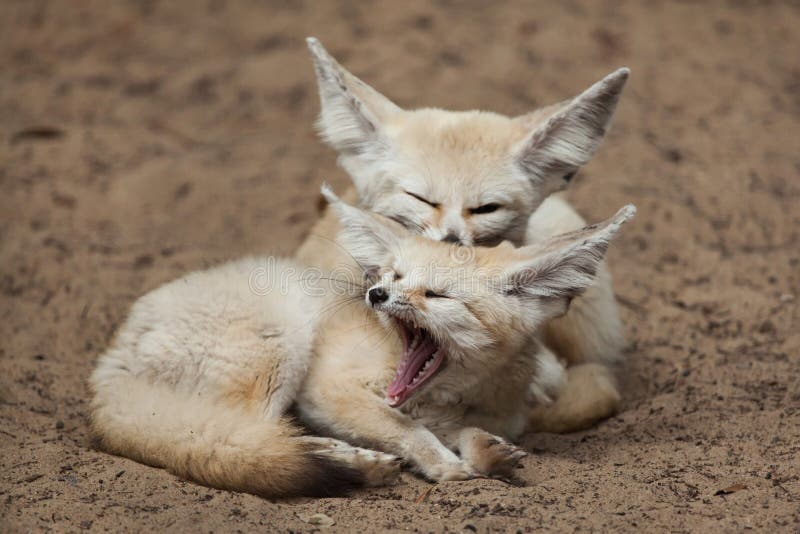 Fennec foxes Vulpes zerda. stock photography