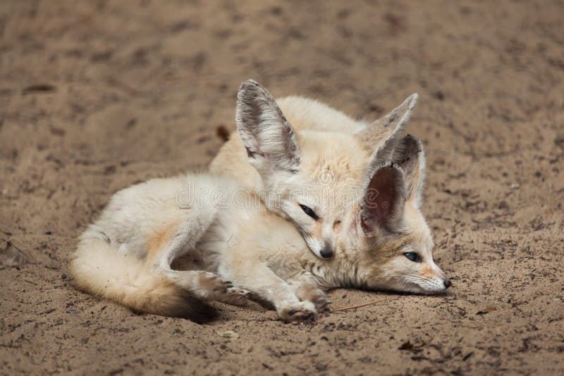 Fennec foxes Vulpes zerda. stock photo