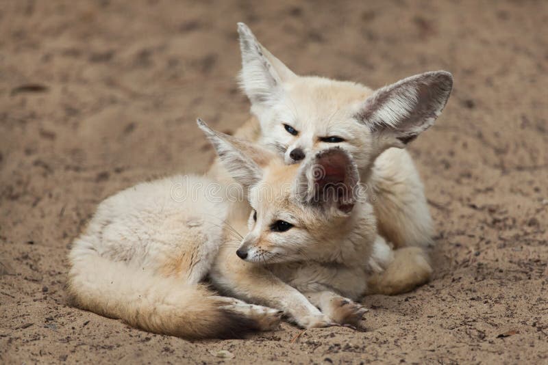 Fennec foxes Vulpes zerda. royalty free stock images