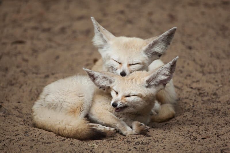 Fennec foxes Vulpes zerda. stock images