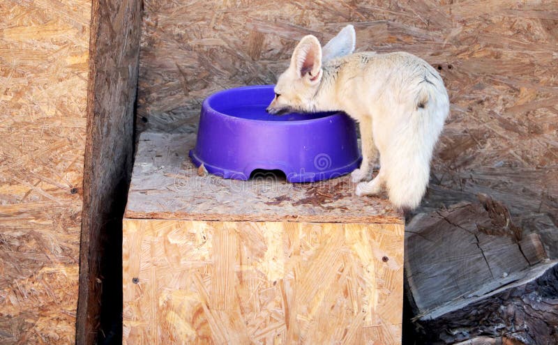 Fennec foxes Vulpes zerda, Wildlife animal stock photos