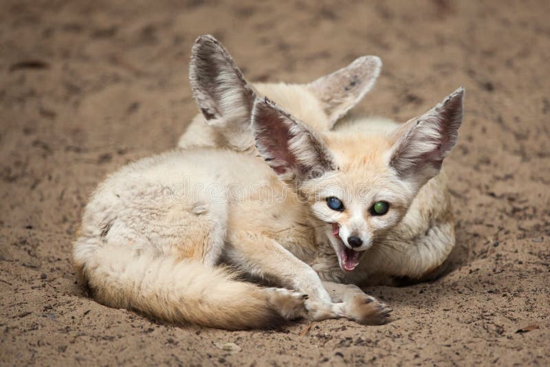 Fennec foxes Vulpes zerda. royalty free stock photos