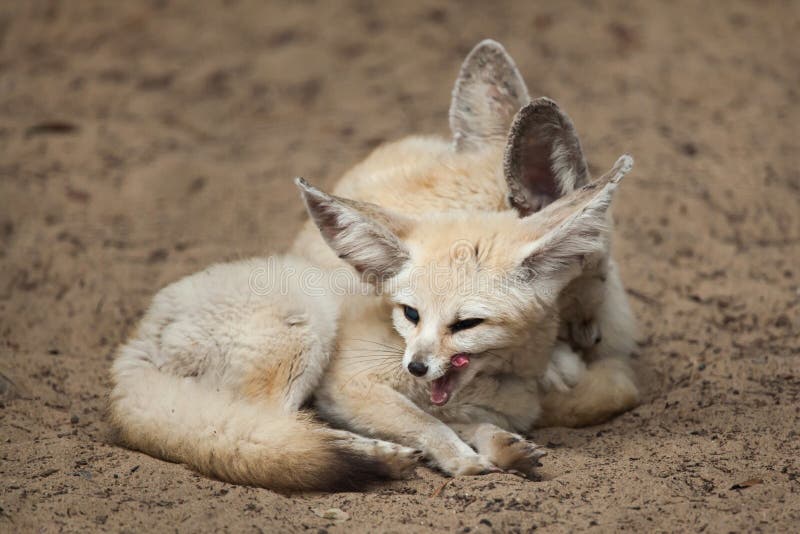 Fennec foxes Vulpes zerda. stock photos