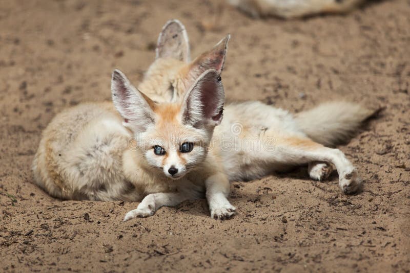 Fennec foxes Vulpes zerda. stock photos