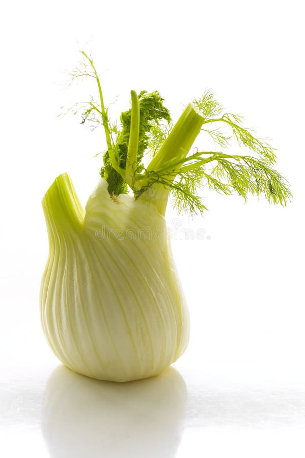 Fennel stock photo. Image of macro, group, fennel, food 13563044