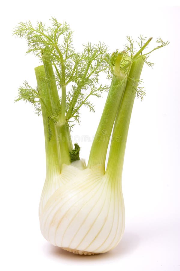 Fennel stock photo. Image of healthy, natural, uncooked 13622762
