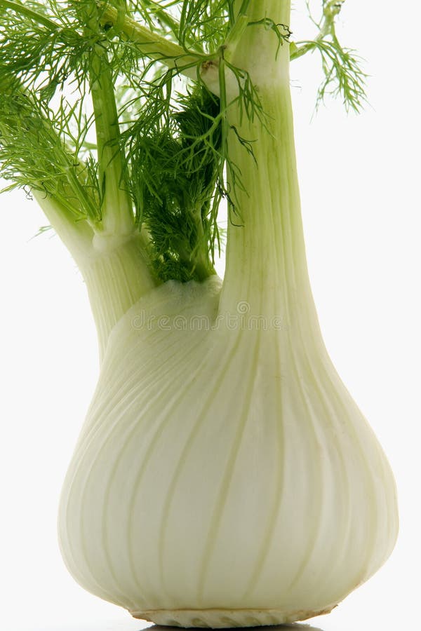 Fennel stock photo. Image of detail, food, diet, nutrition 2009882
