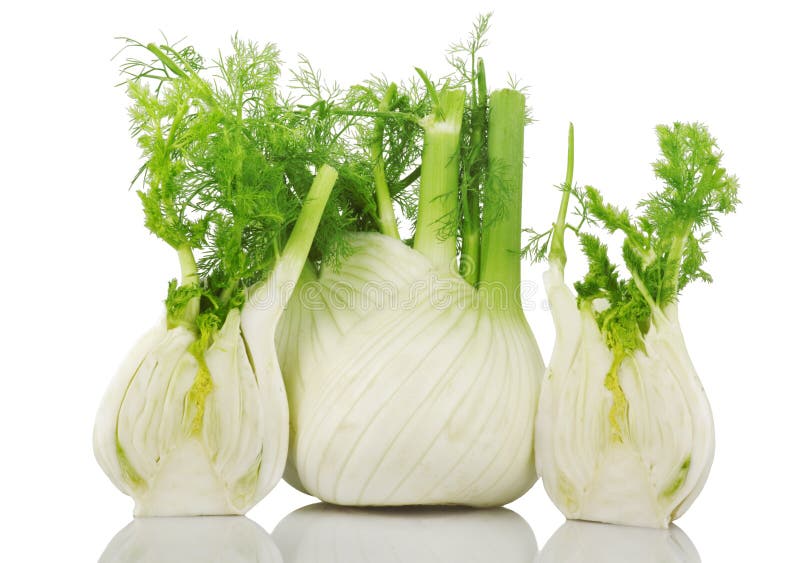 Anise Fennel Plant Isolated on White Background Stock Image Image of anise, ingredients 13452903
