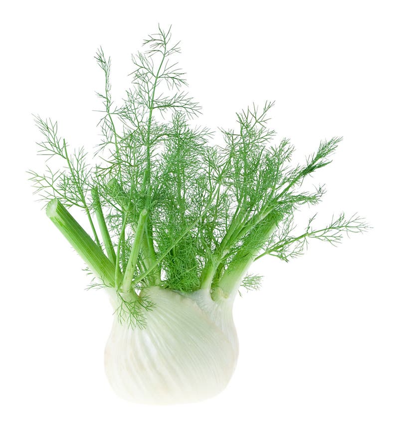 Anise Fennel Plant Isolated on White Background Stock Image Image of