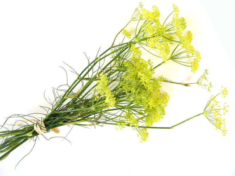 Fennel Blossoms. Fennel Flowers. Fennel Seeds. Seasoning for Food