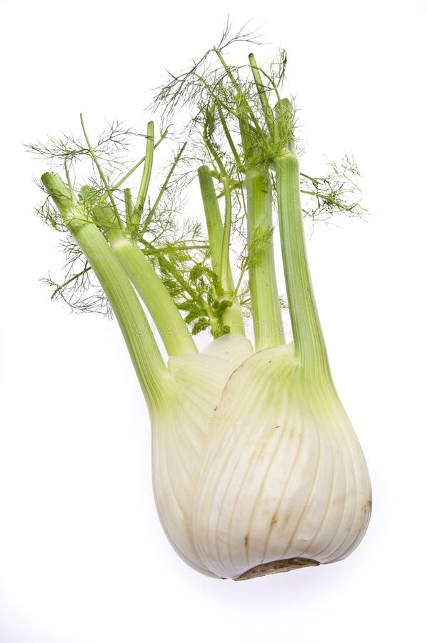 Fennel Bulb stock image. Image of garnish, cooking, gourmet 13481151