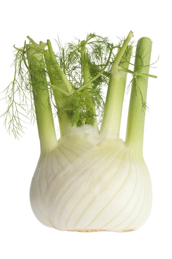 Anise Fennel Plant Isolated on White Background Stock Image Image of