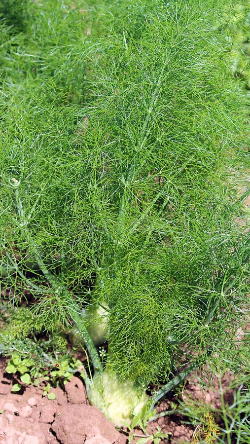 Fennel bulb in growth stock photo. Image of fresh, vegetables 24840314