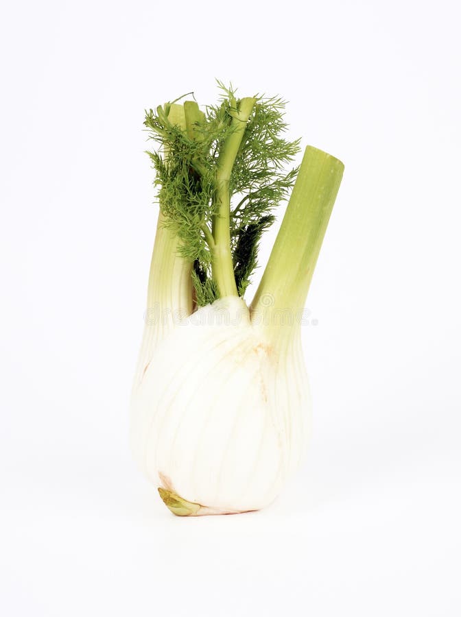 Anise Fennel Plant Isolated on White Background Stock Image Image of