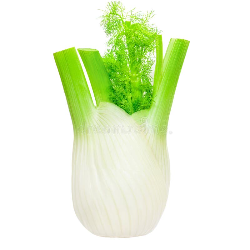 Fennel Bulb Isolated. Fresh Fennel Vegetable with Leaves on White