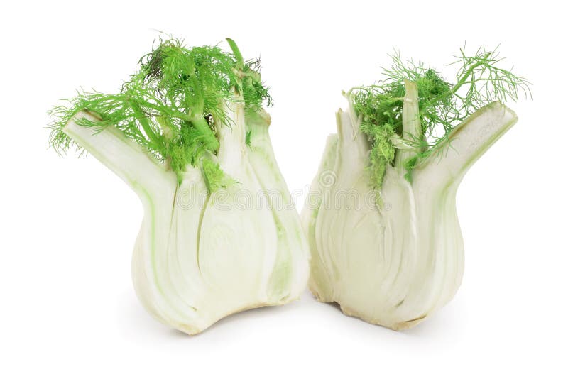 Fennel Bulb. Single Fresh Fennel Bulb with Leaves on White Background