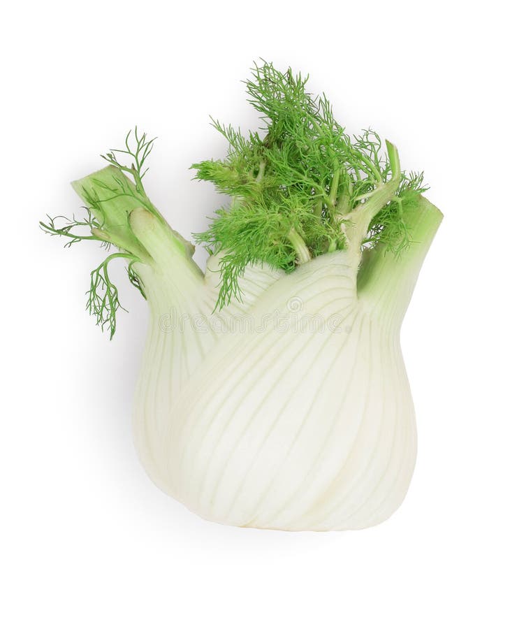 Fennel Bulb. Single Fresh Fennel Bulb with Leaves on White Background