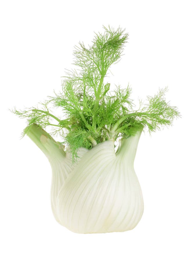 Fennel Bulb. Single Fresh Fennel Bulb with Leaves on White Background