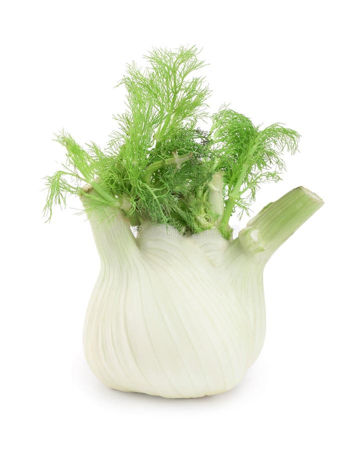 Fennel Bulb. Single Fresh Fennel Bulb with Leaves on White Background