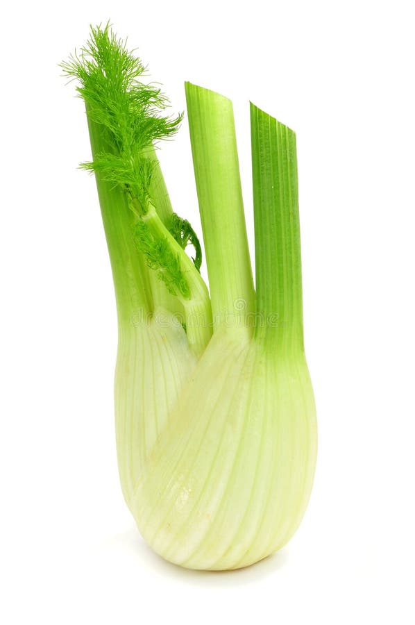 Fennel bulb stock photo. Image of eating, nutrition, bulb 46149800