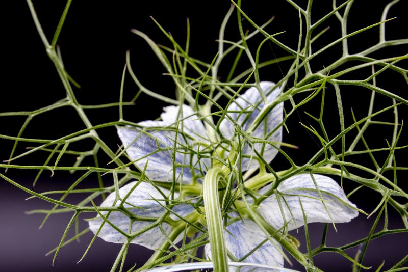 Fennel Flower with Feathery Leaves on a Dark Background Stock Photo