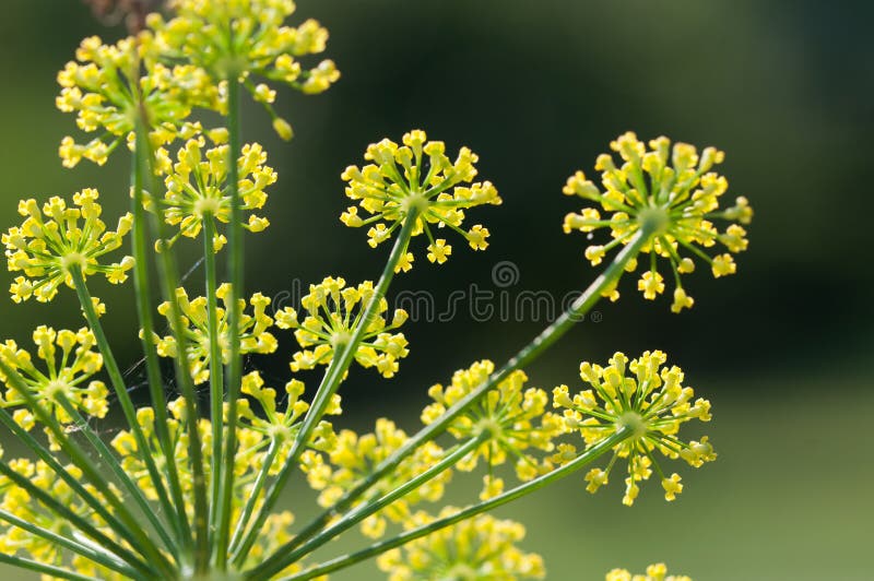 Fennel flowers stock image. Image of macro, fennel, closeup 76546663