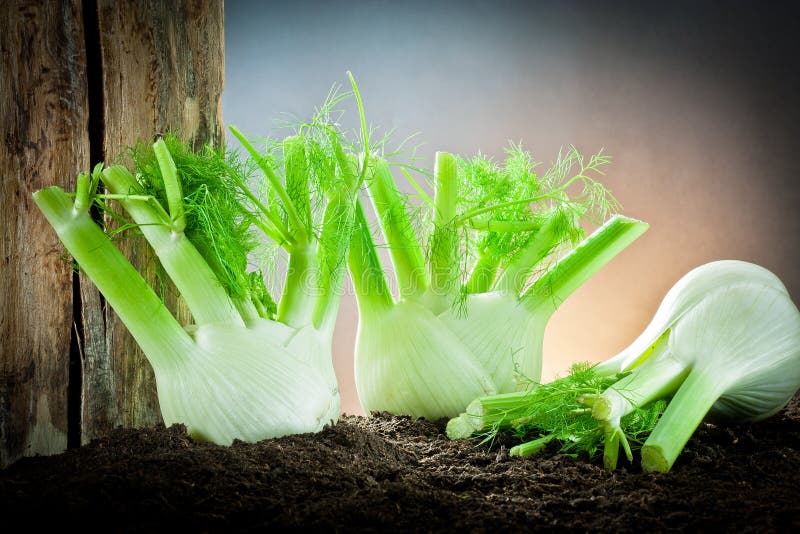 Fennel and ground stock image. Image of culinary, closeup 23270029