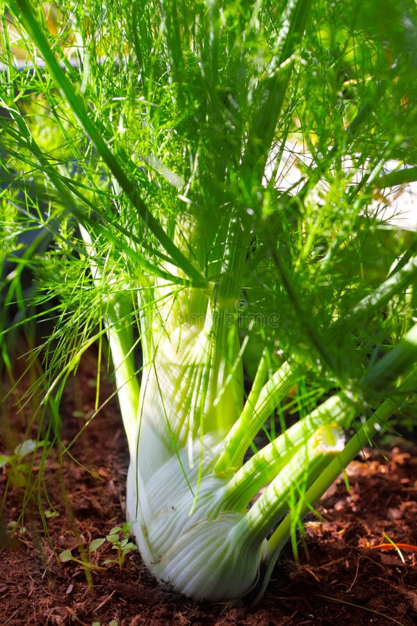 Fennel Growing in the Flowerbed Stock Photo Image of spice, vegetable
