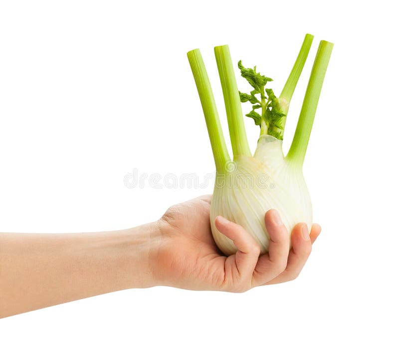 Fennel stock image. Image of freshness, vegetable, cutout 155825327