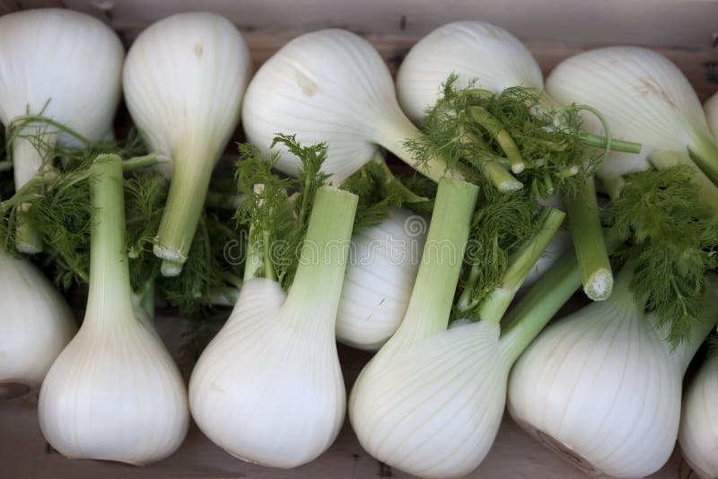 The Fennel. Large Fresh Fennel Fruit, at the Village Market. Stock