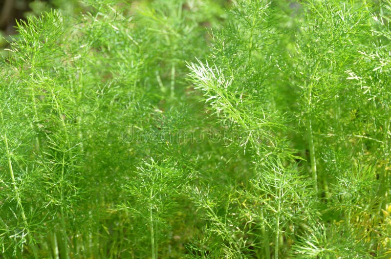 Fennel leaves stock photo. Image of growing, cultivation 34805658