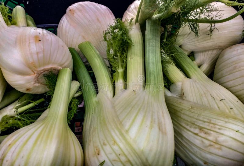 Fennel is a Mediterranean herbaceous plant of the Apiaceae family. Known since ancient times for its aromatic properties, its hort stock photography Fennel is a Mediterranean herbaceous plant of the Apiaceae family. Known since ancient times for its aromatic properties, its hort stock photography