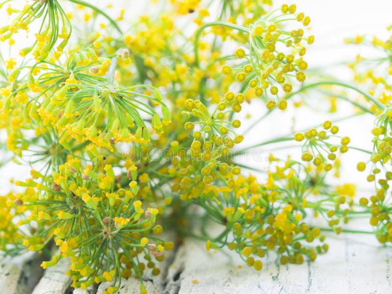Fennel Plant Stock Photo Image 43072404