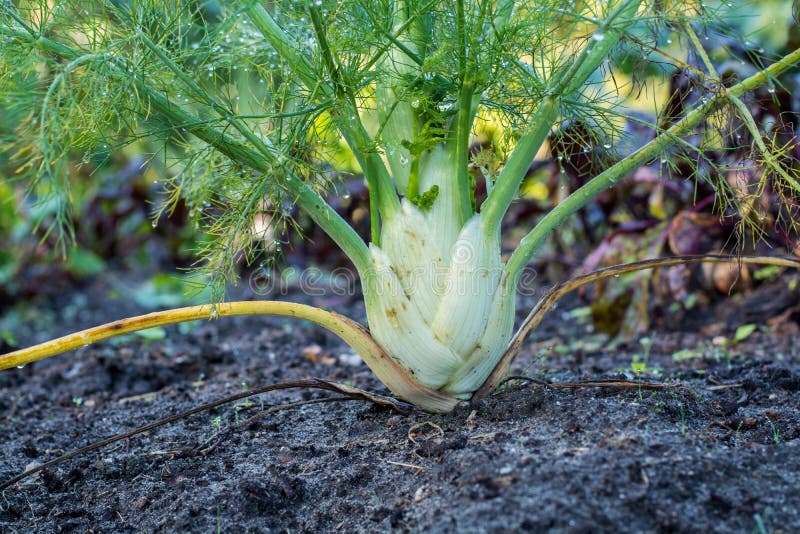 Fennel Plant Growing in the Garden Stock Photo Image of ingredient