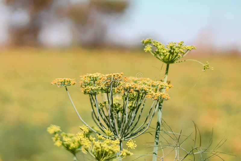 Fennel Plants and Seeds,agriculture of Fennel Stock Photo Image of