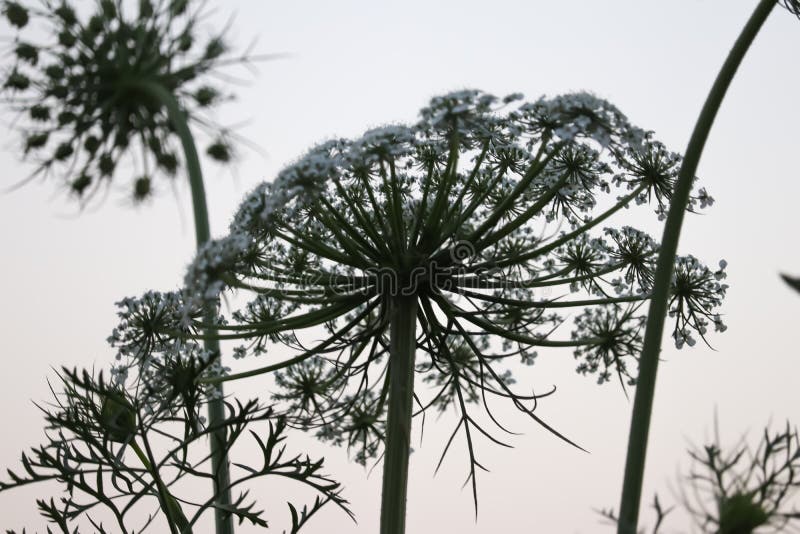 Fennel Plants and Seeds,agriculture of Fennel Stock Photo Image of