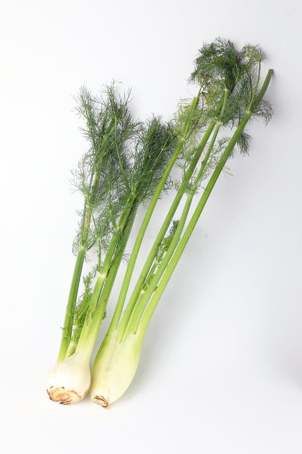 Fennel root leaf herb stock photo. Image of ingredient 82714912