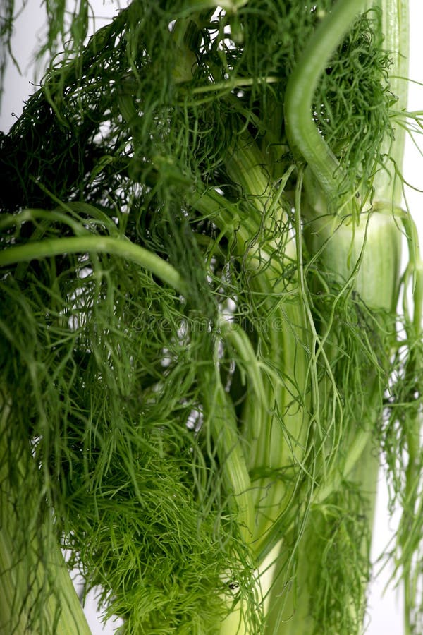 1,110 Fennel Plant Green White Root Stock Photos Free & RoyaltyFree Stock Photos from Dreamstime