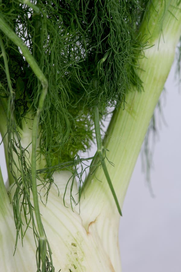 1,110 Fennel Plant Green White Root Stock Photos Free & RoyaltyFree Stock Photos from Dreamstime