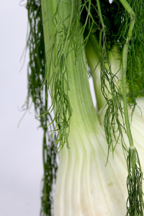 1,110 Fennel Plant Green White Root Stock Photos Free & RoyaltyFree Stock Photos from Dreamstime