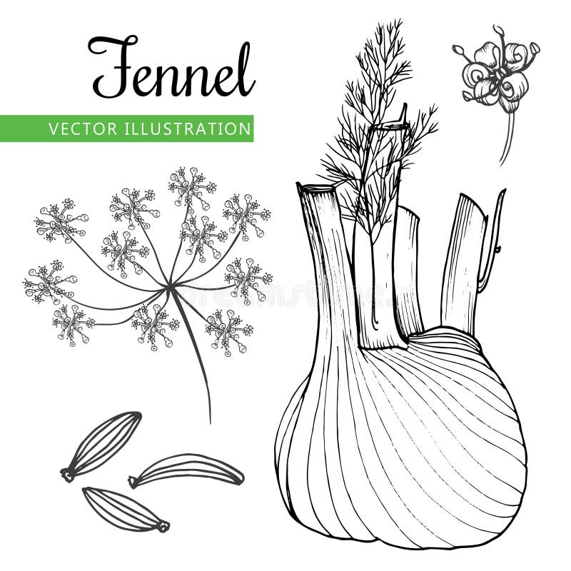 55 Fennel Seeds High Res Illustrations - Getty Images