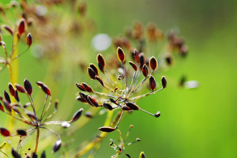 Fennel seeds