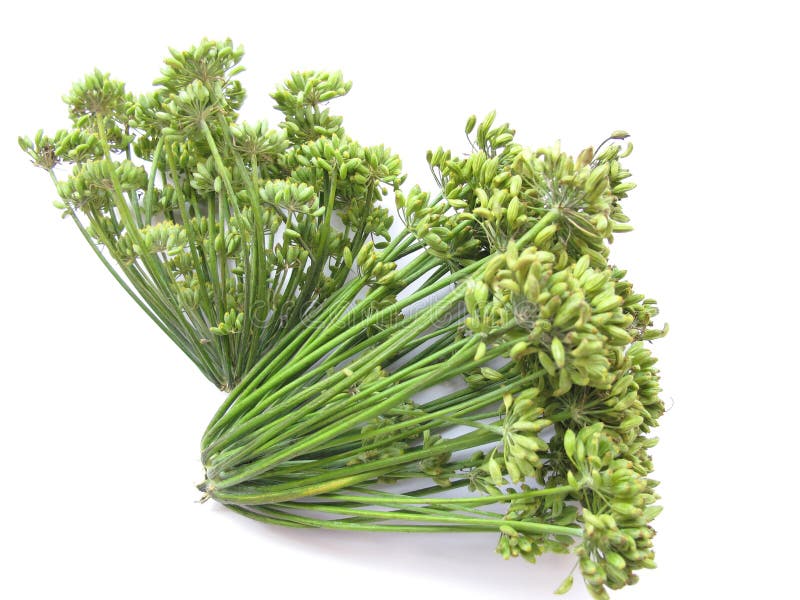 Fennel Seeds. Bunch of fresh fennel seed florets isolated on white Fennel Seeds. Bunch of fresh fennel seed florets isolated on white