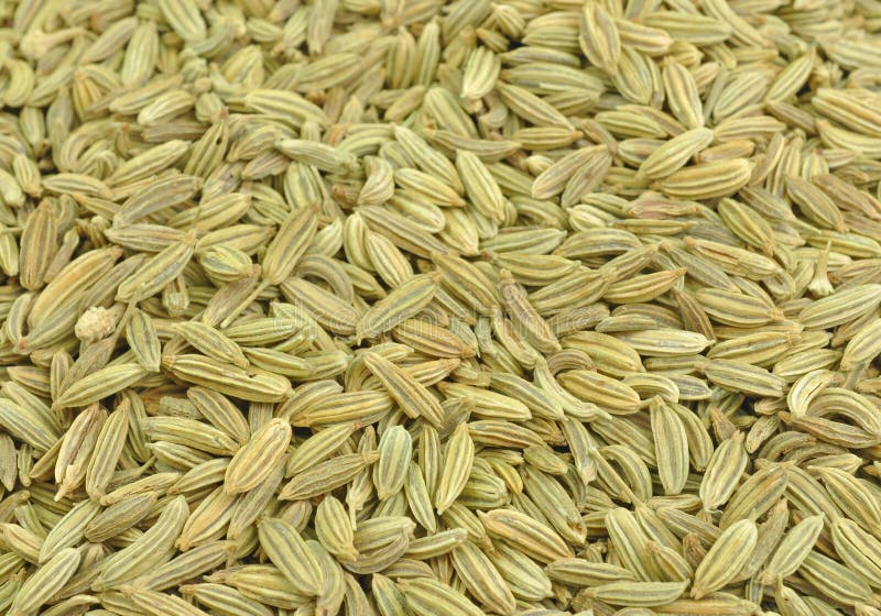 Fennel Seeds Royalty Free Stock Photography Image 35622907