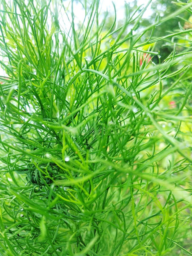Fennel tree leaves stock photo. Image of herb, food 215033238