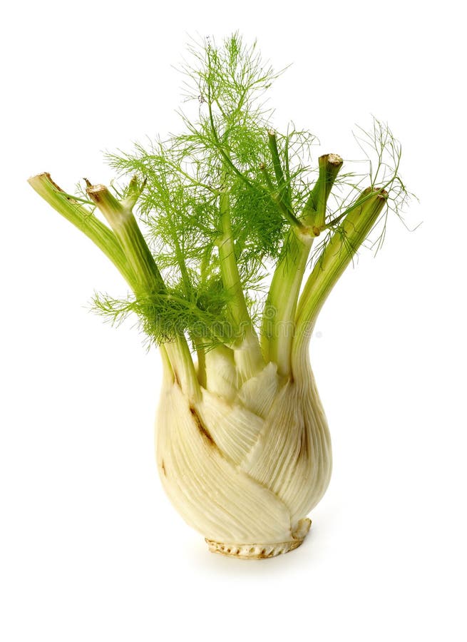 Fennel vegetable stock image. Image of gourmet, fennel 7502273